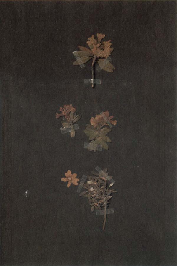 Paul Klee Herbarium